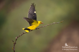 Golden oriole / ©Sergey Panayotov, European Roller hide